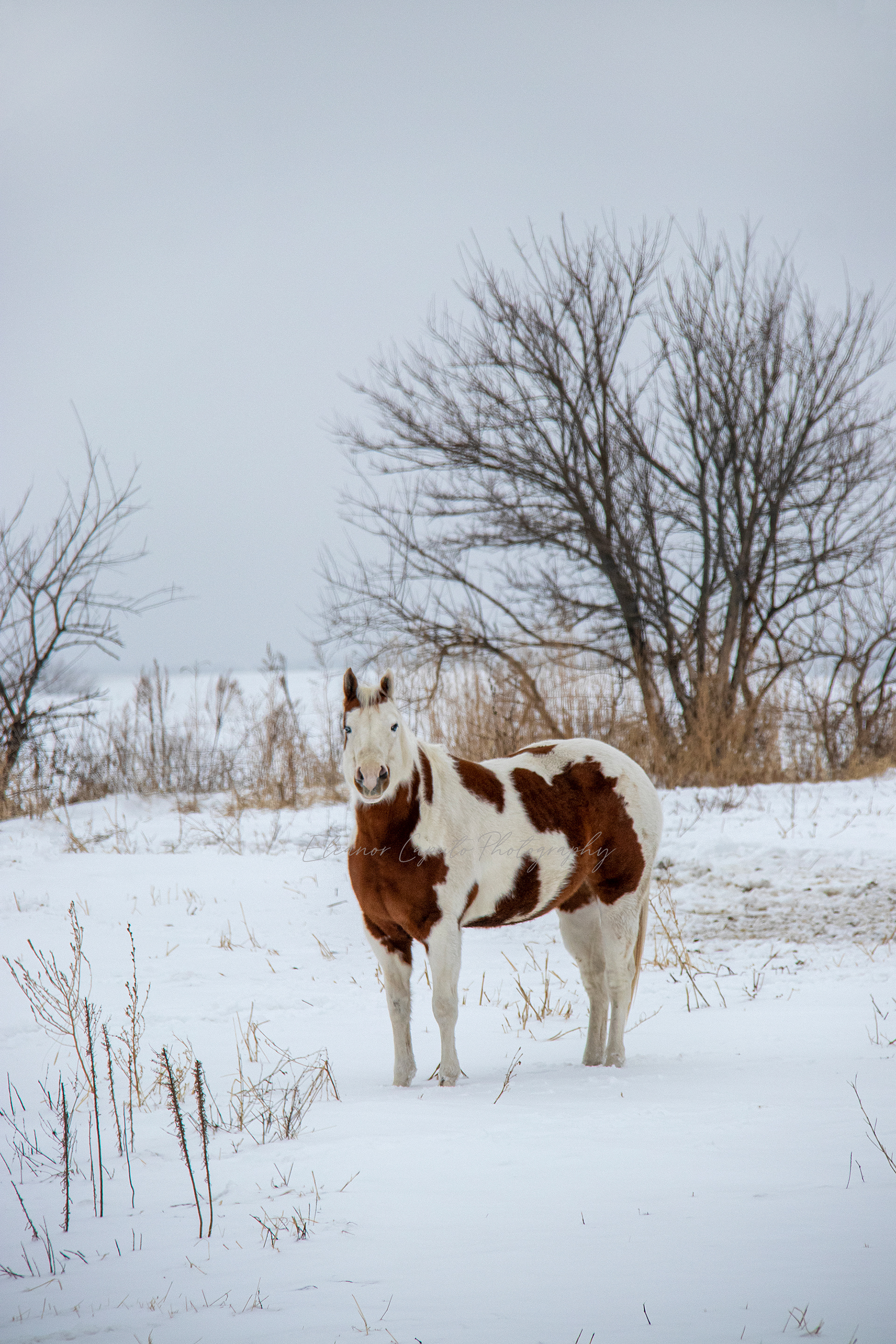 Painted Horse in snow Conrad Iowa