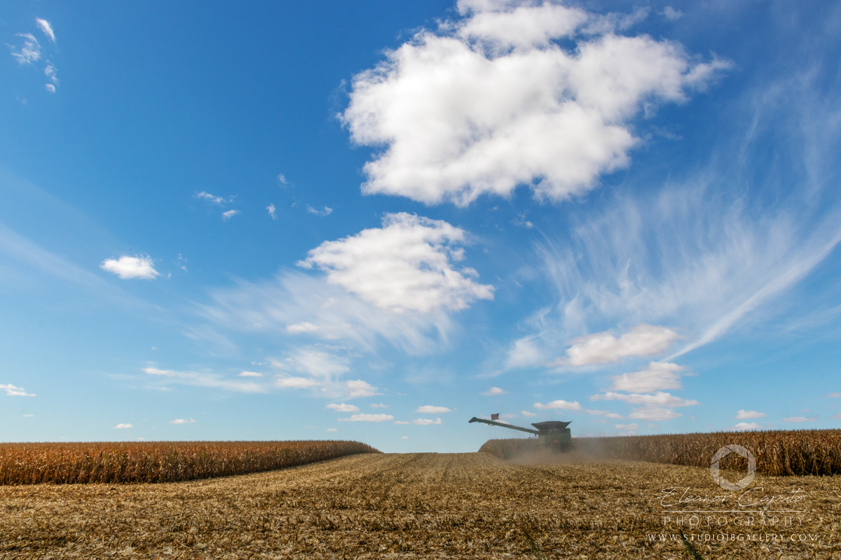 Harvesting corn 0042