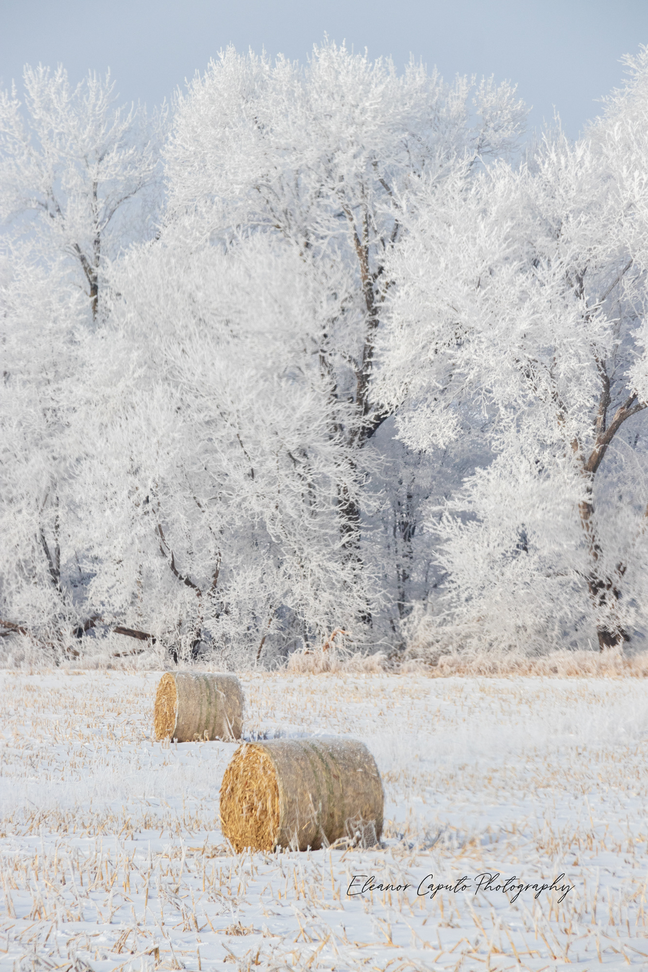 Hoarfrost trees and rolled hay - vertical