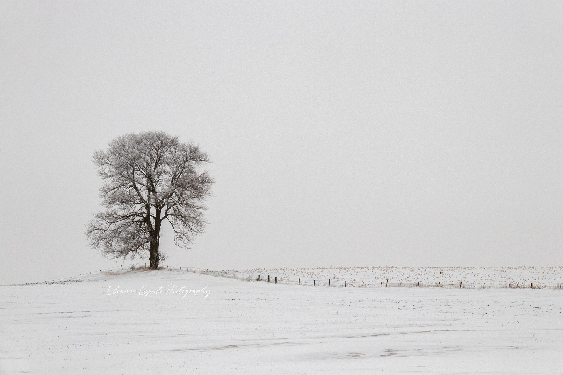 Snowy Fence Line and Tree #104
