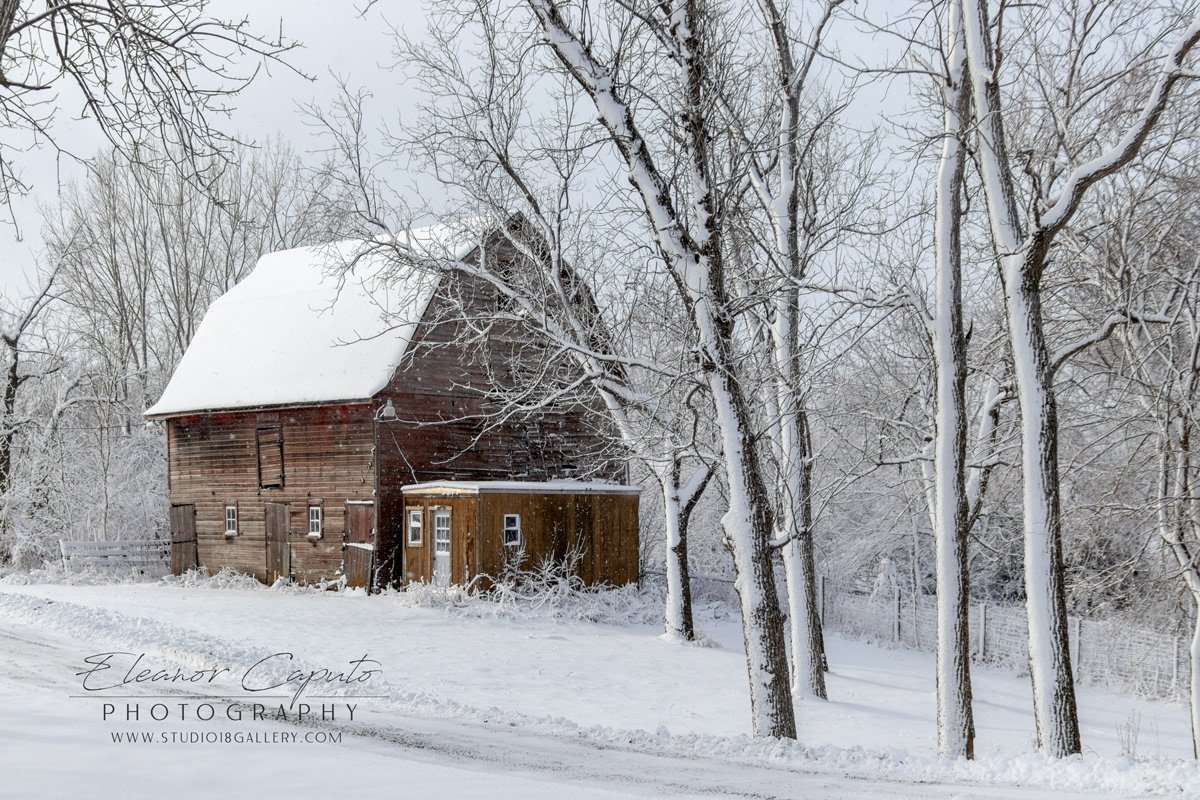 Snowy Barn and Trees Horizontal