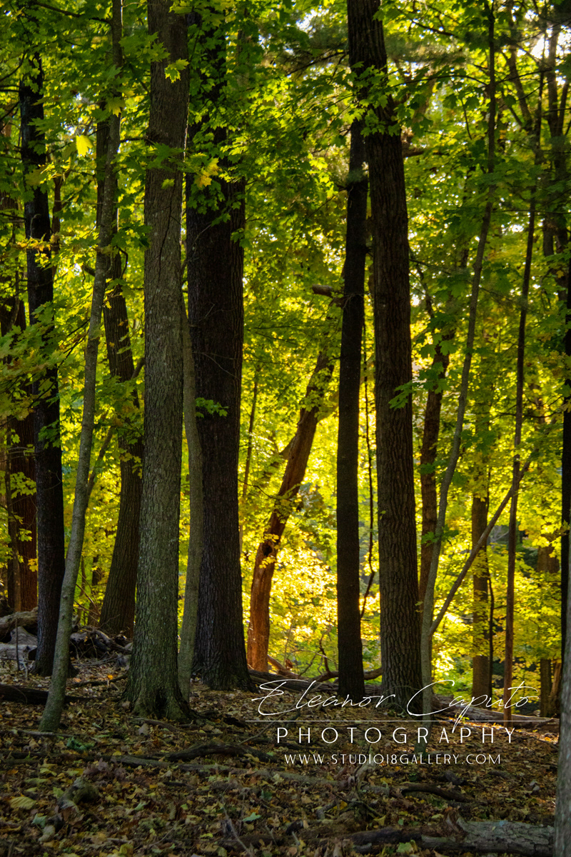 Pikes Peak Iowa 9497