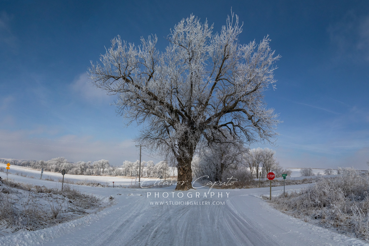 Tree In th Middle of the Road - Brayton Iowa #102