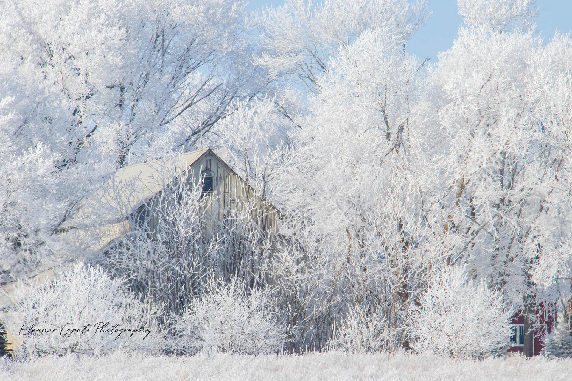 Hoarfrost trees and hidden barn Grundy county Iowa