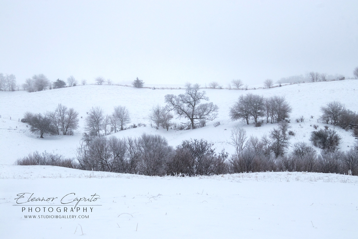 Snowy Tree Lined Hills Garwin Iowa