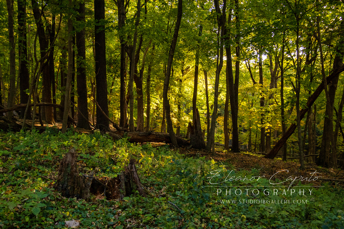 Pikes Peak Iowa 9500