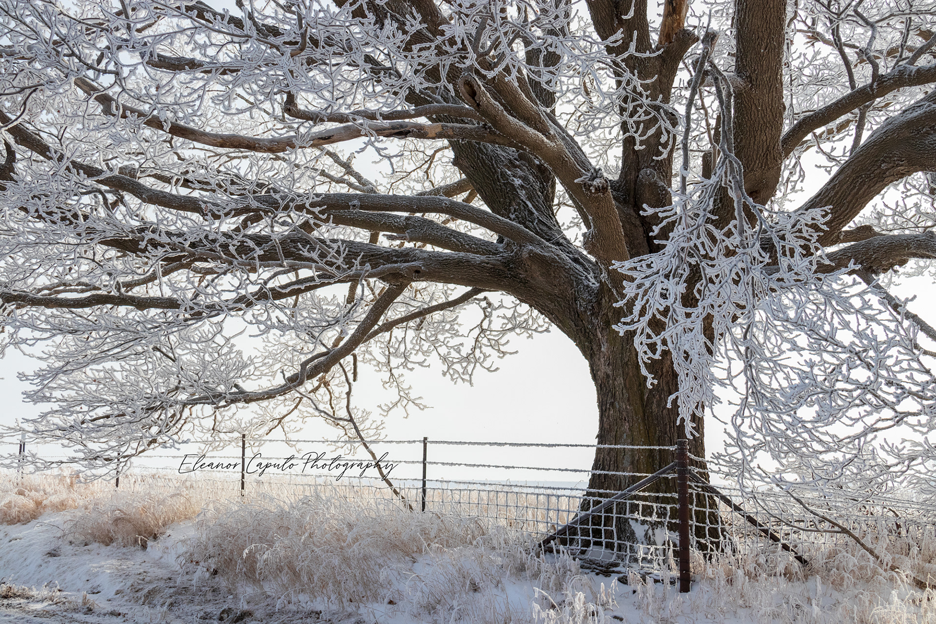 Hoarfrost Oak  Stagecoach Rd Grundy County Iowa #102