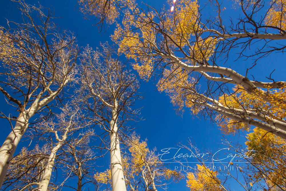 Aspens skies 2