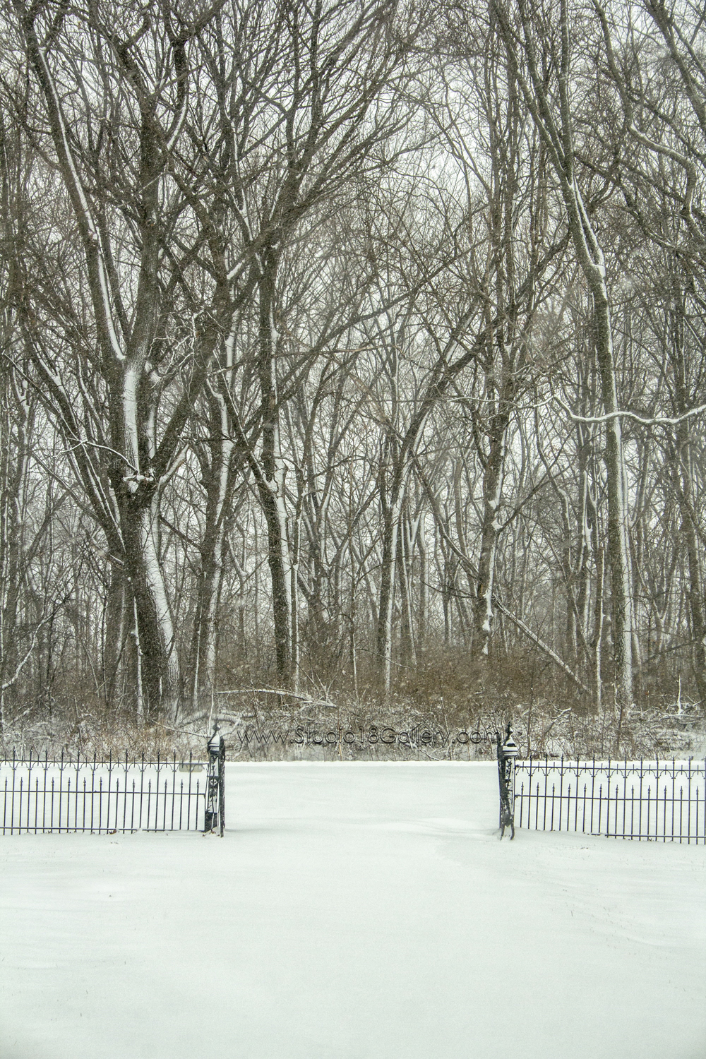 Snowy Trees and iron Fence gate