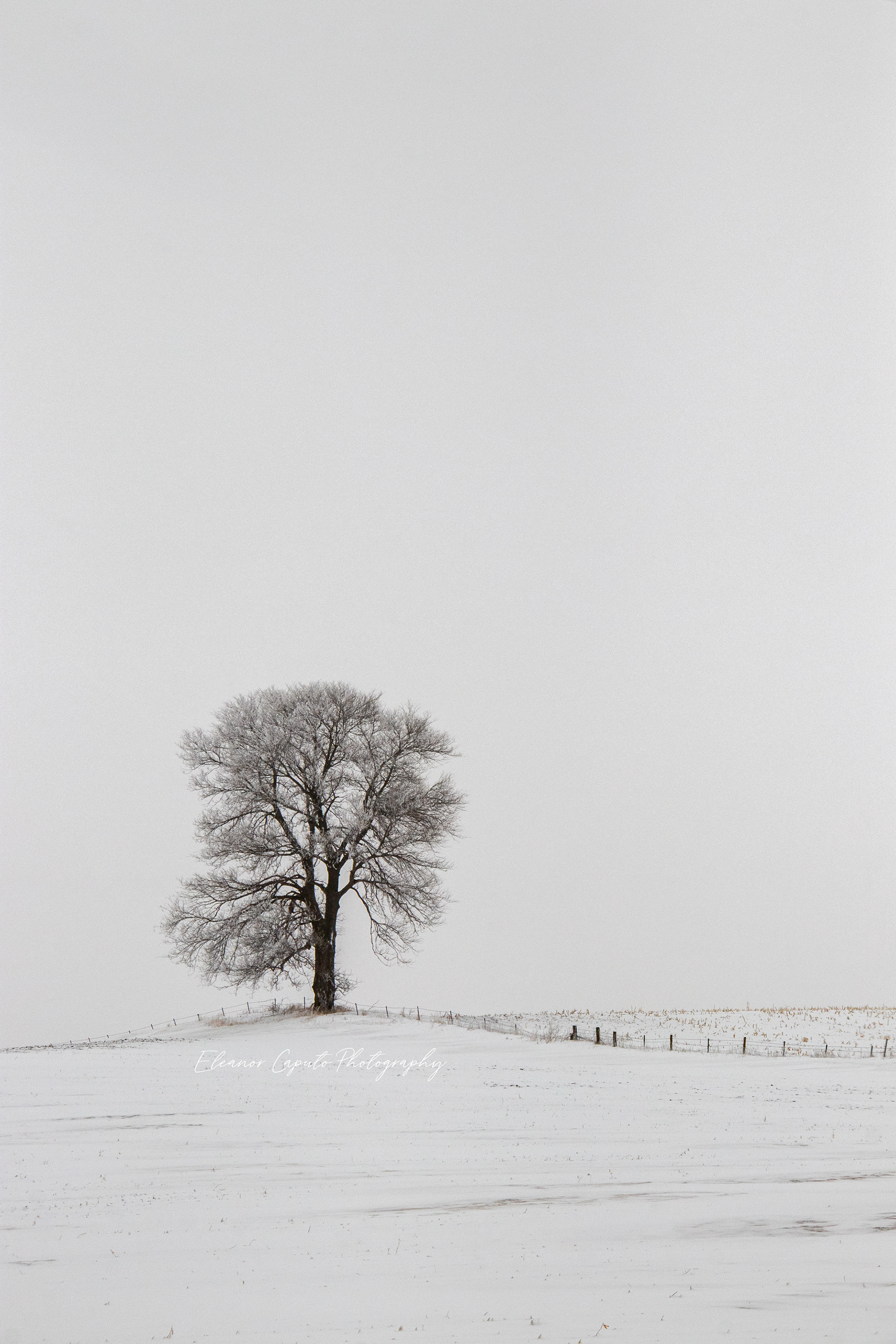 Snowy Fence Line and Tree #103