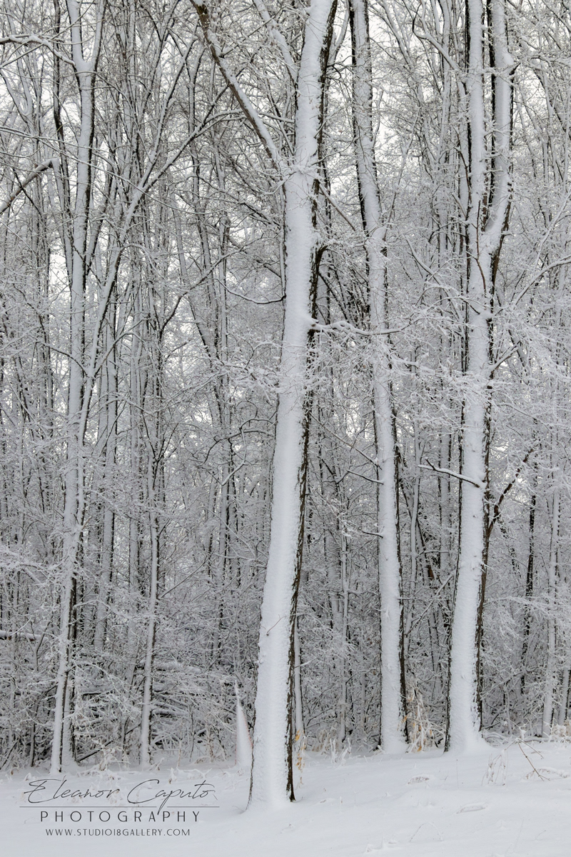 Snowy Bare Trees #102