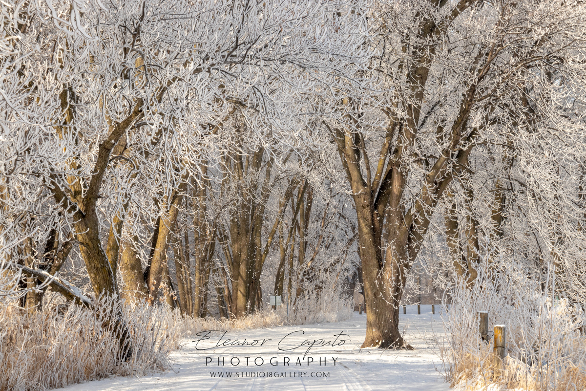 Frosty Tree Blackhawk Creek Park Morrison Iowa