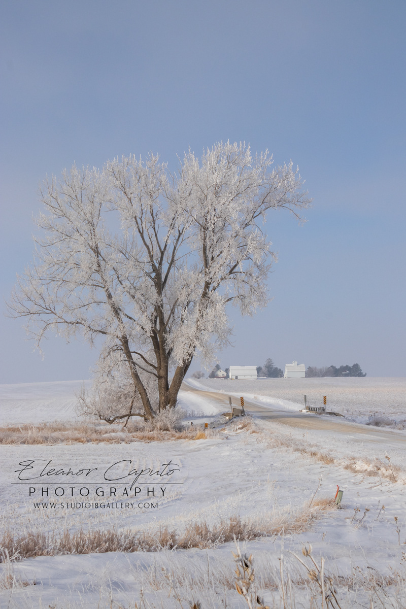 Snowy Road with frosty tree Beaman Iowa