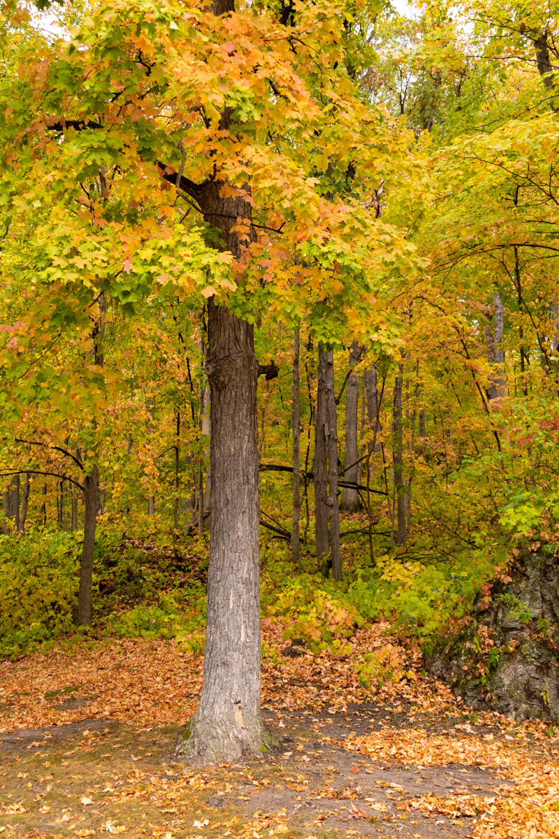 Palisades Kepler Park   IMG_0311
