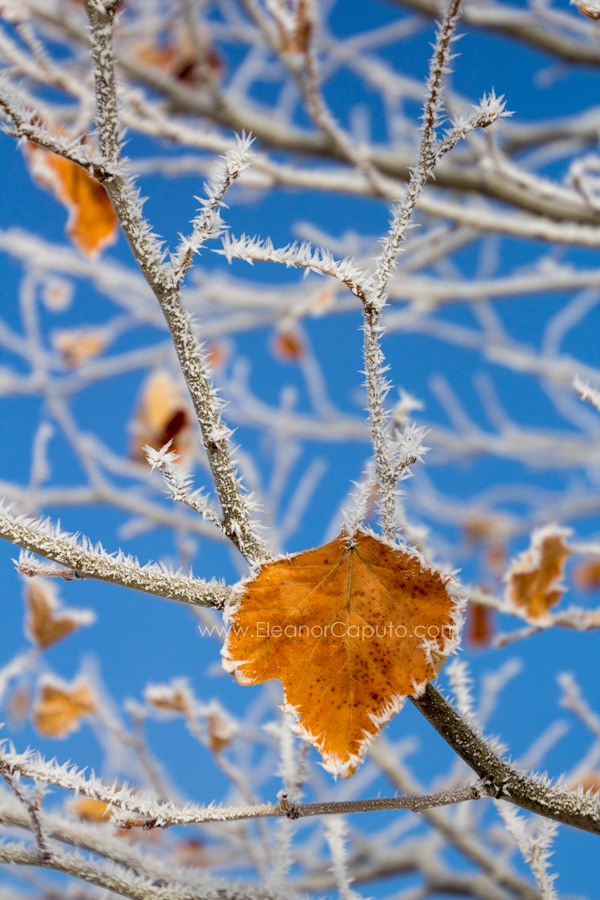 Union Grove Lake Hoarfrost Leaf #102