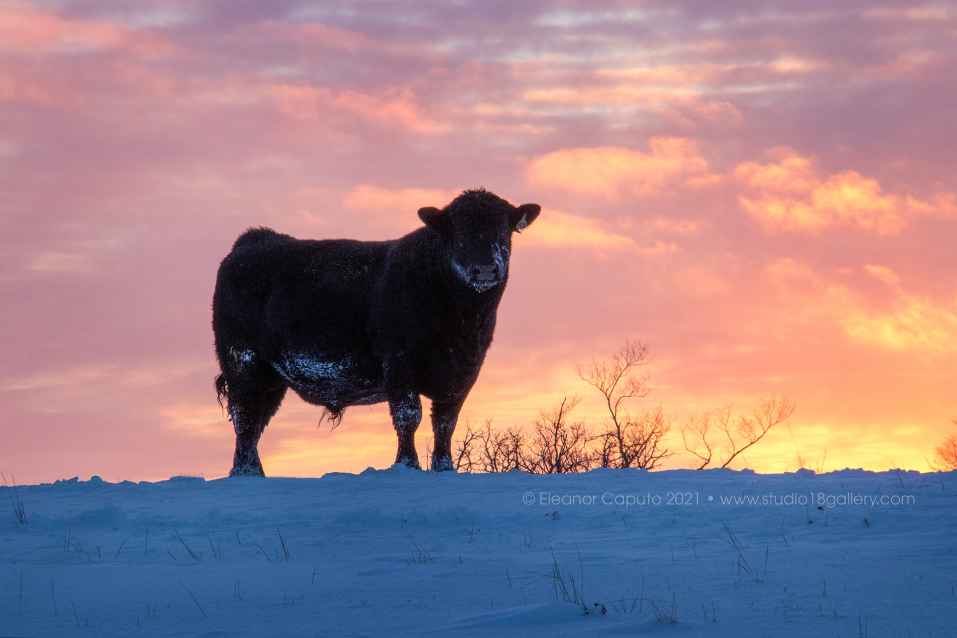 Black bull snowy sunset