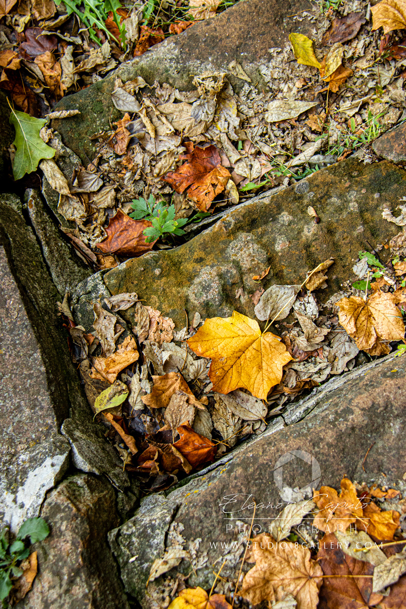 Dolliver-Park-steps-0196
