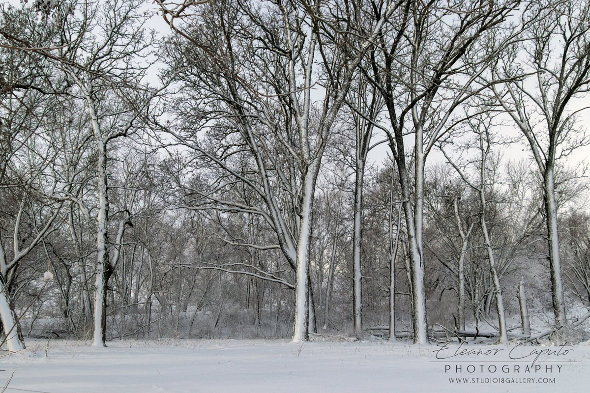 Snowy Bare Trees #103