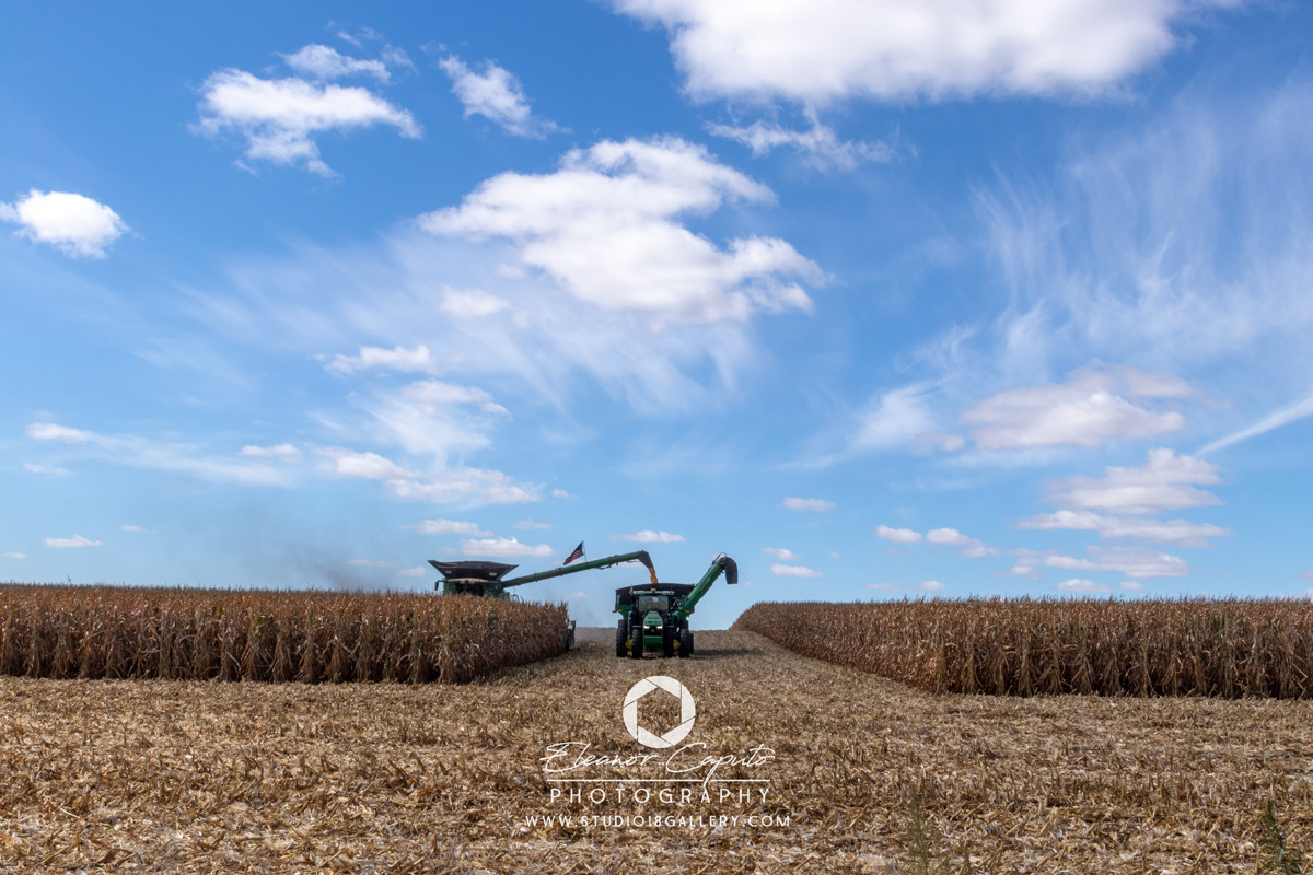Harvesting corn 0037