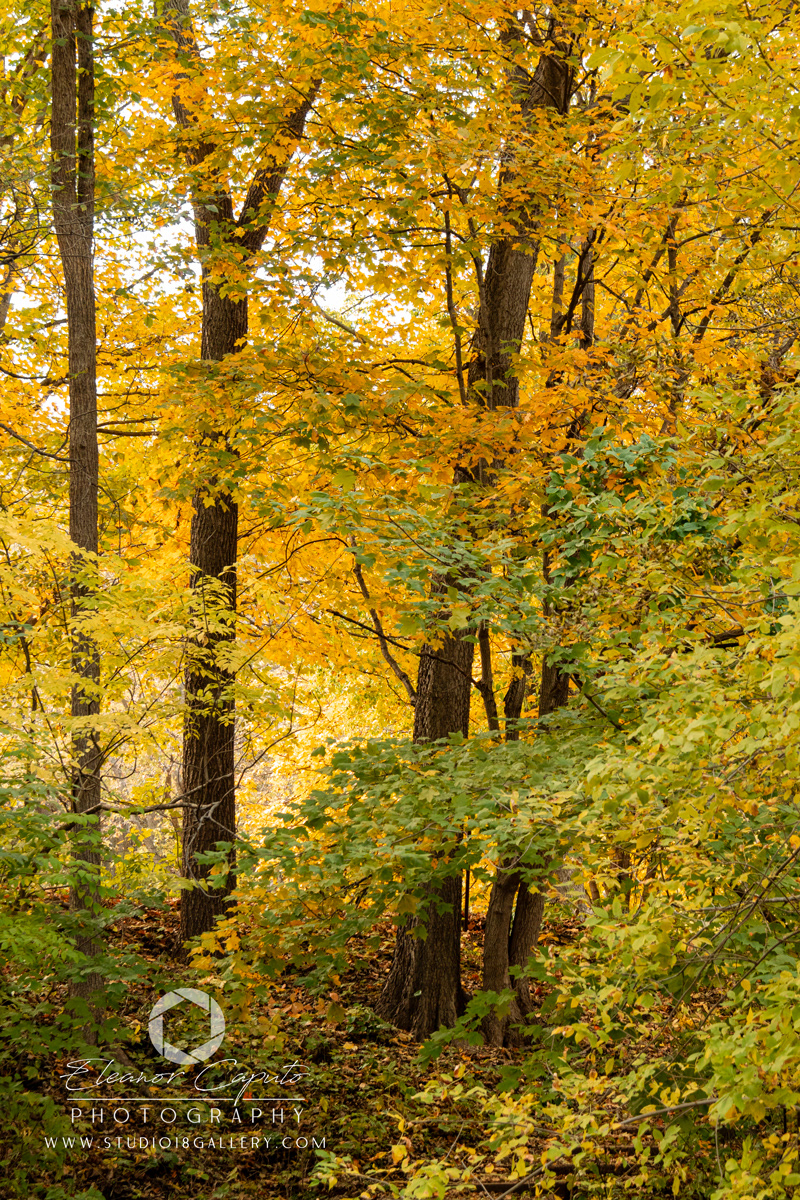 Dolliver-Park-0117