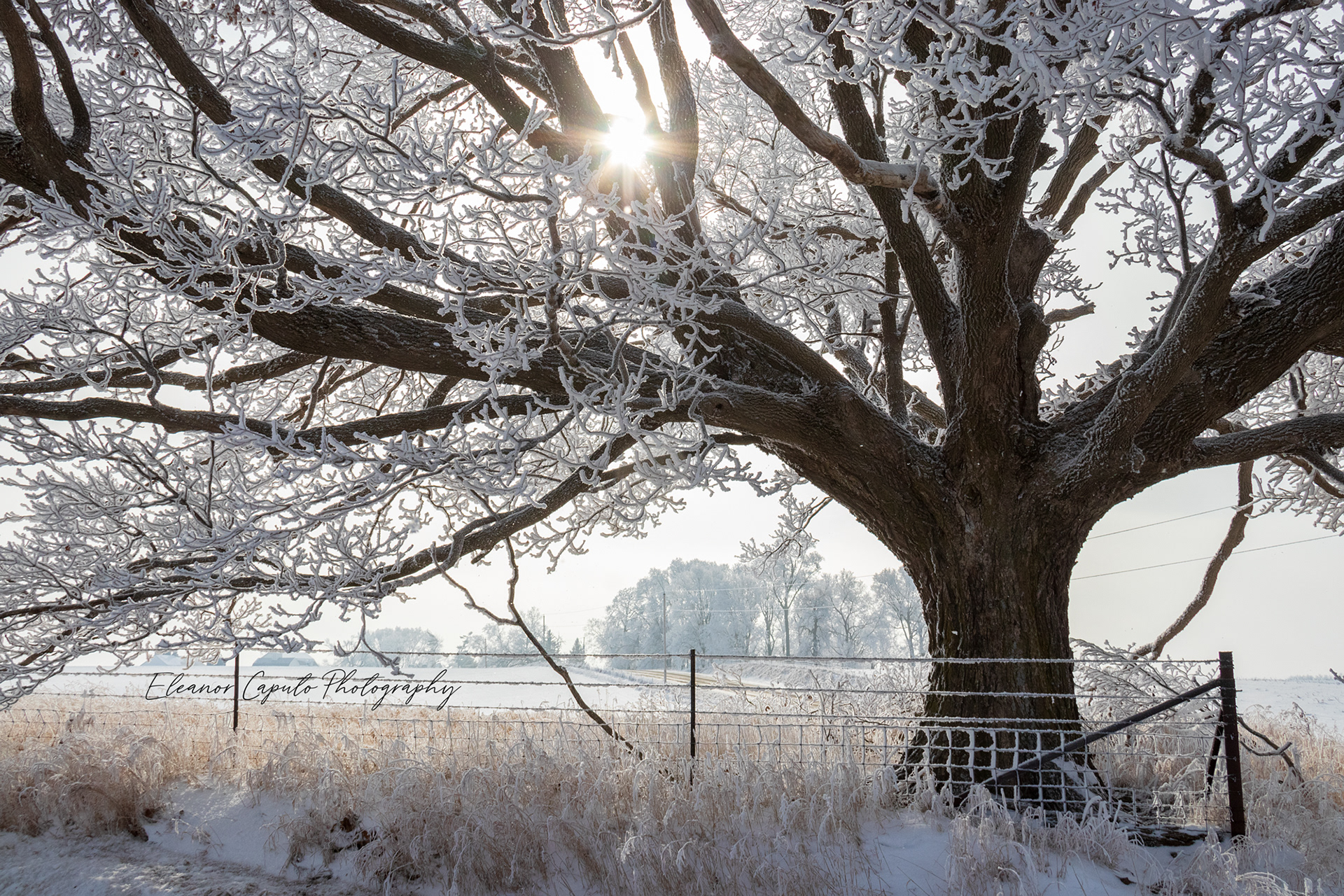 Hoarfrost Oak  Stagecoach Rd Grundy County Iowa #101
