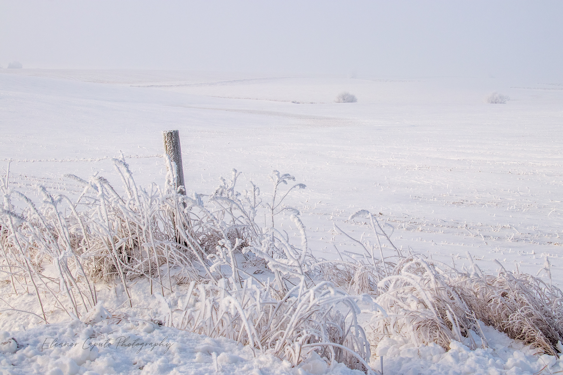 Hoarfrost Fencepost and weeds with distant snowy field - Marshall county