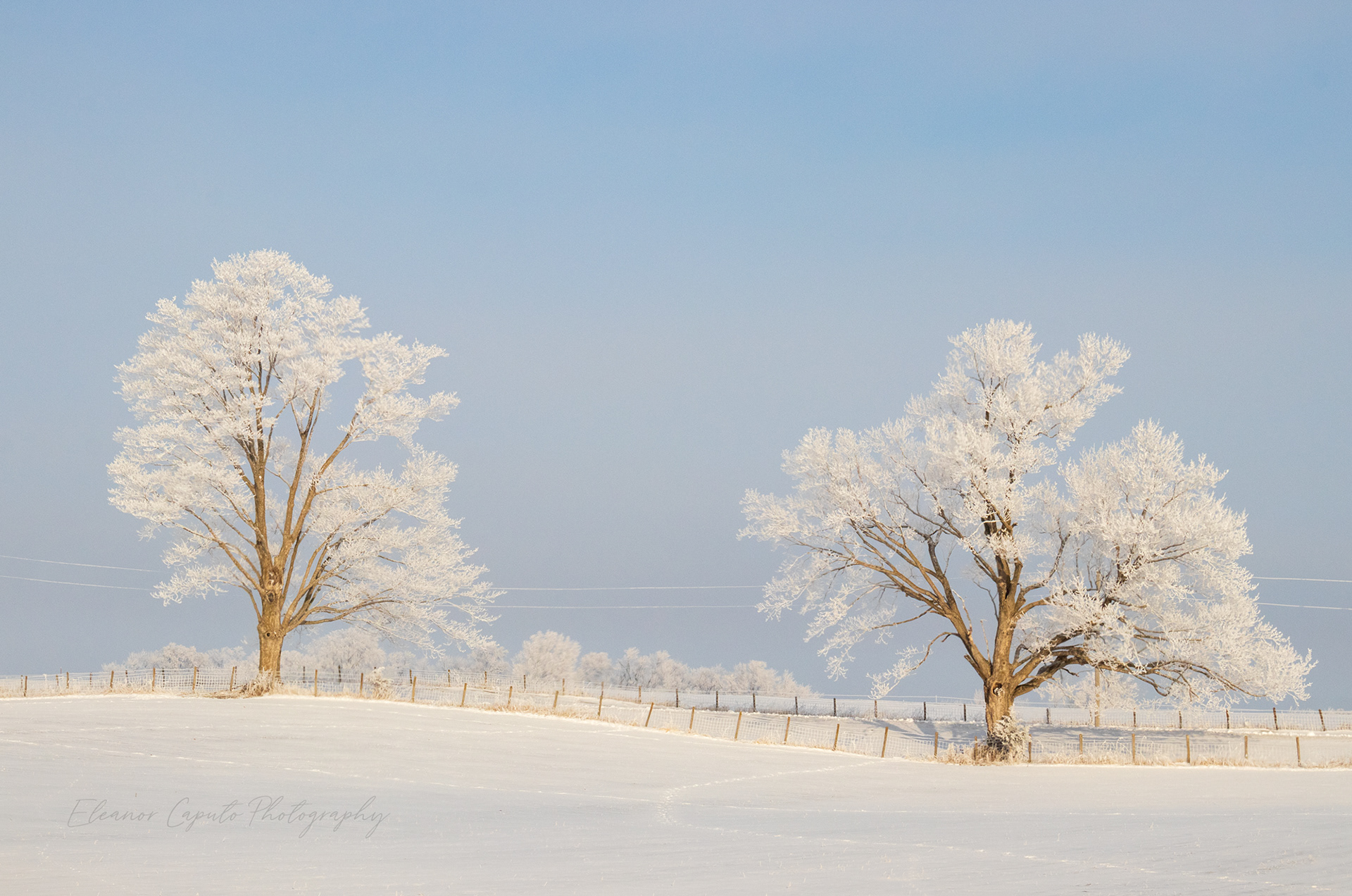 Two Hoarfrost trees and fence line #101
