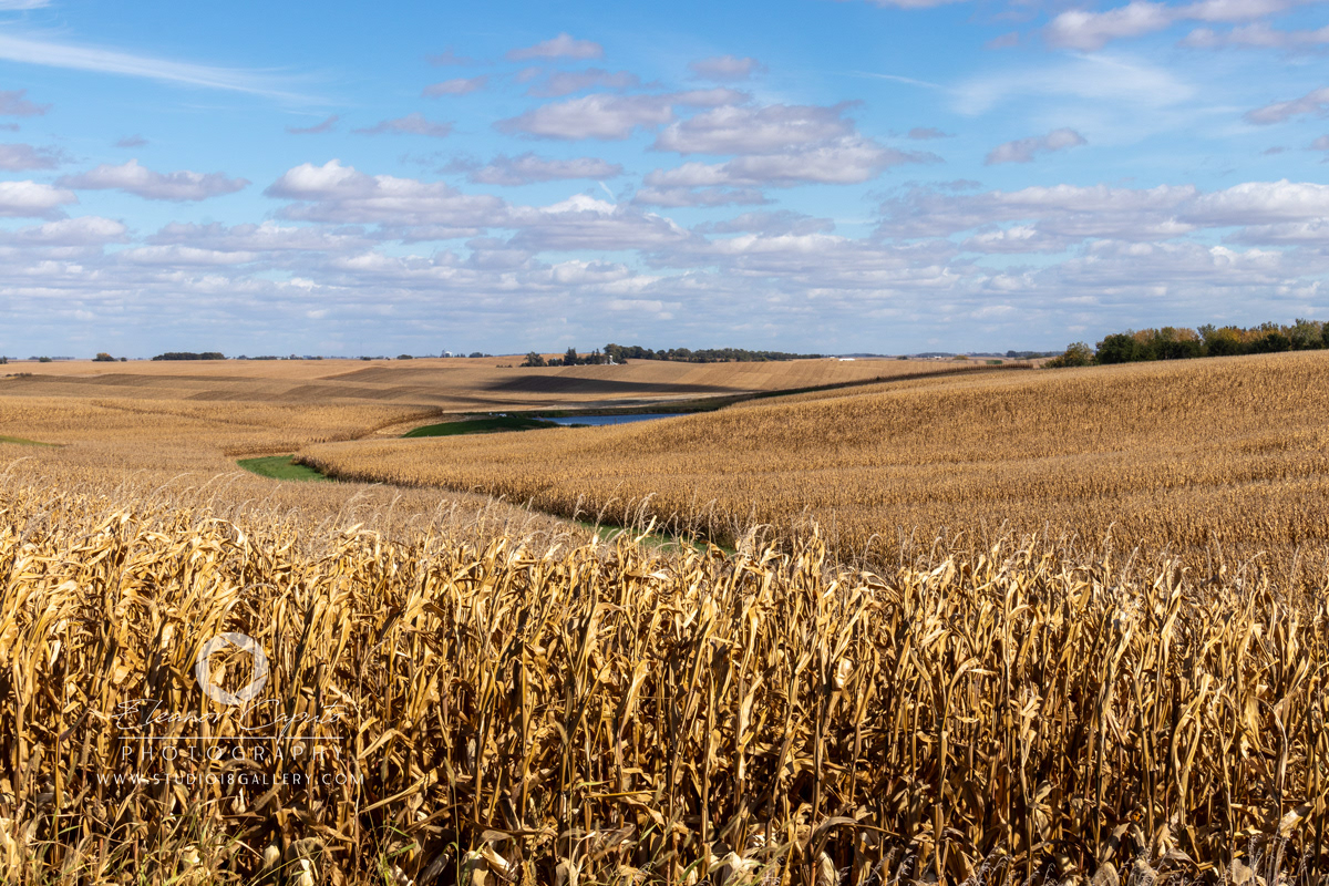 Harvesting corn 0058