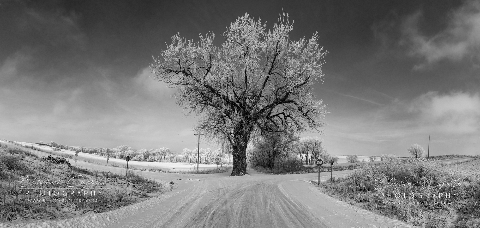 Tree In th Middle of the Road - Brayton Iowa #101 BW