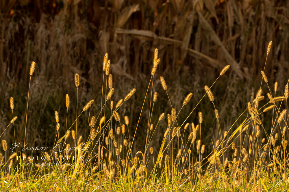 Fall wheat grass and corn 9177