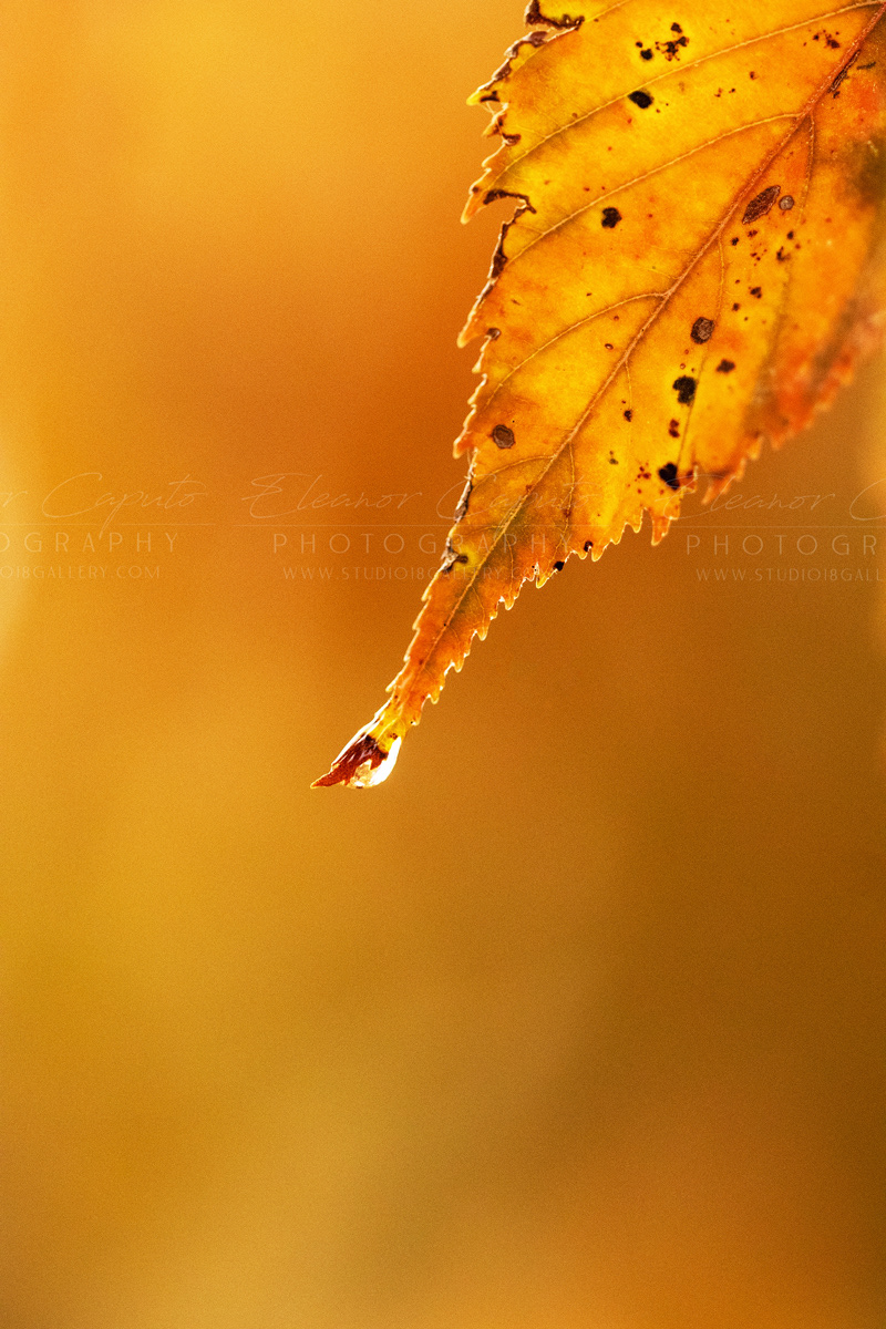 Ohio Buckeye leaves pond 9120
