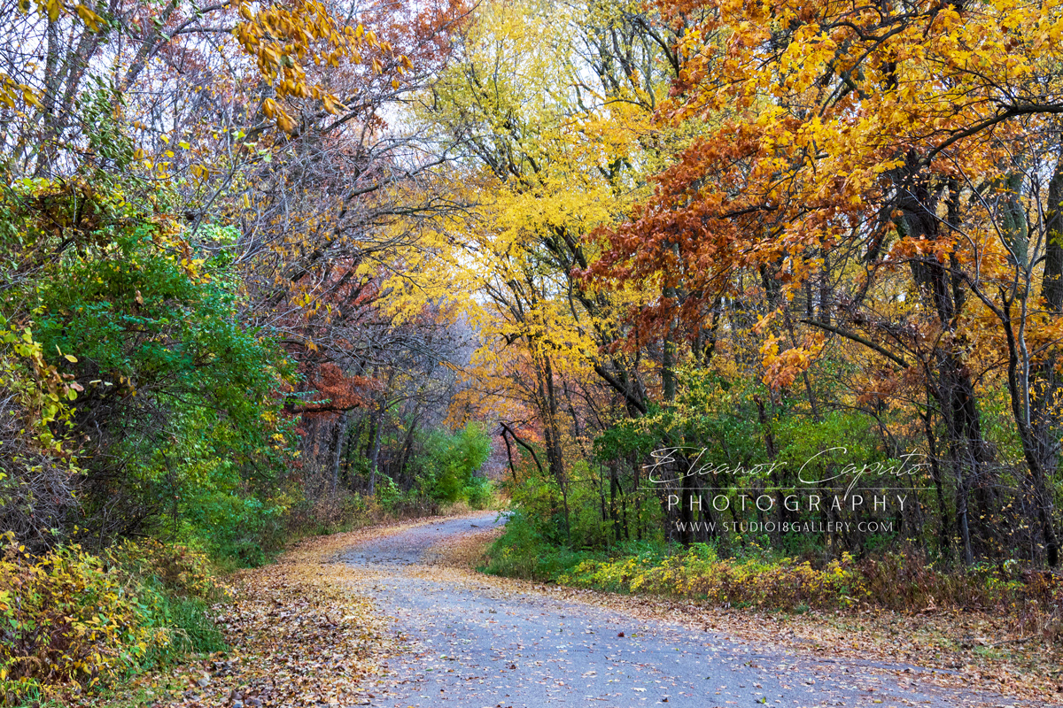 Pine lake Fall path 0165