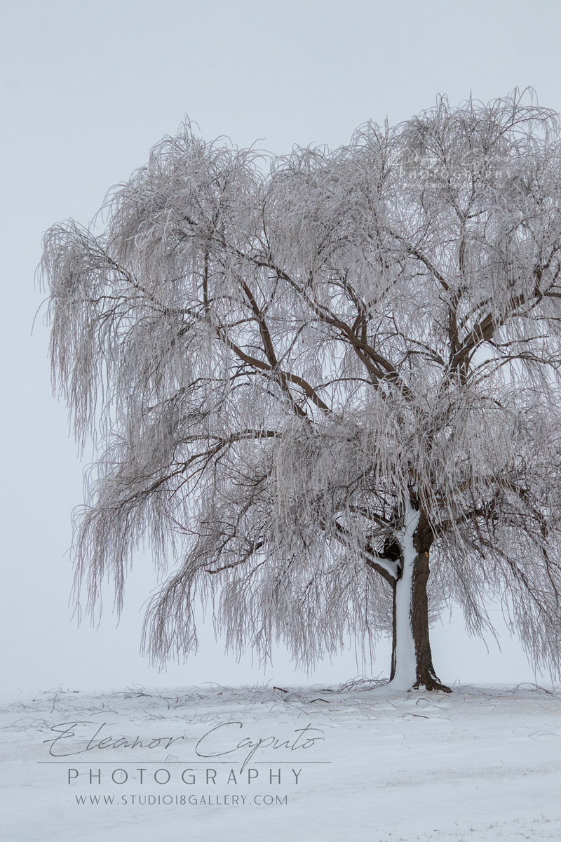 Hoarfrost Tree #102
