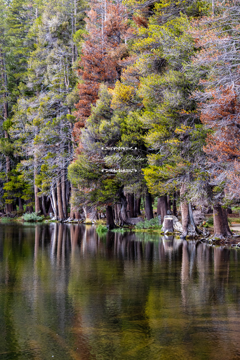 Woods Lake 1