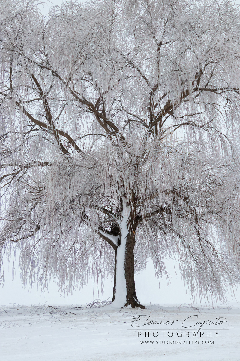 Hoarfrost Tree #101