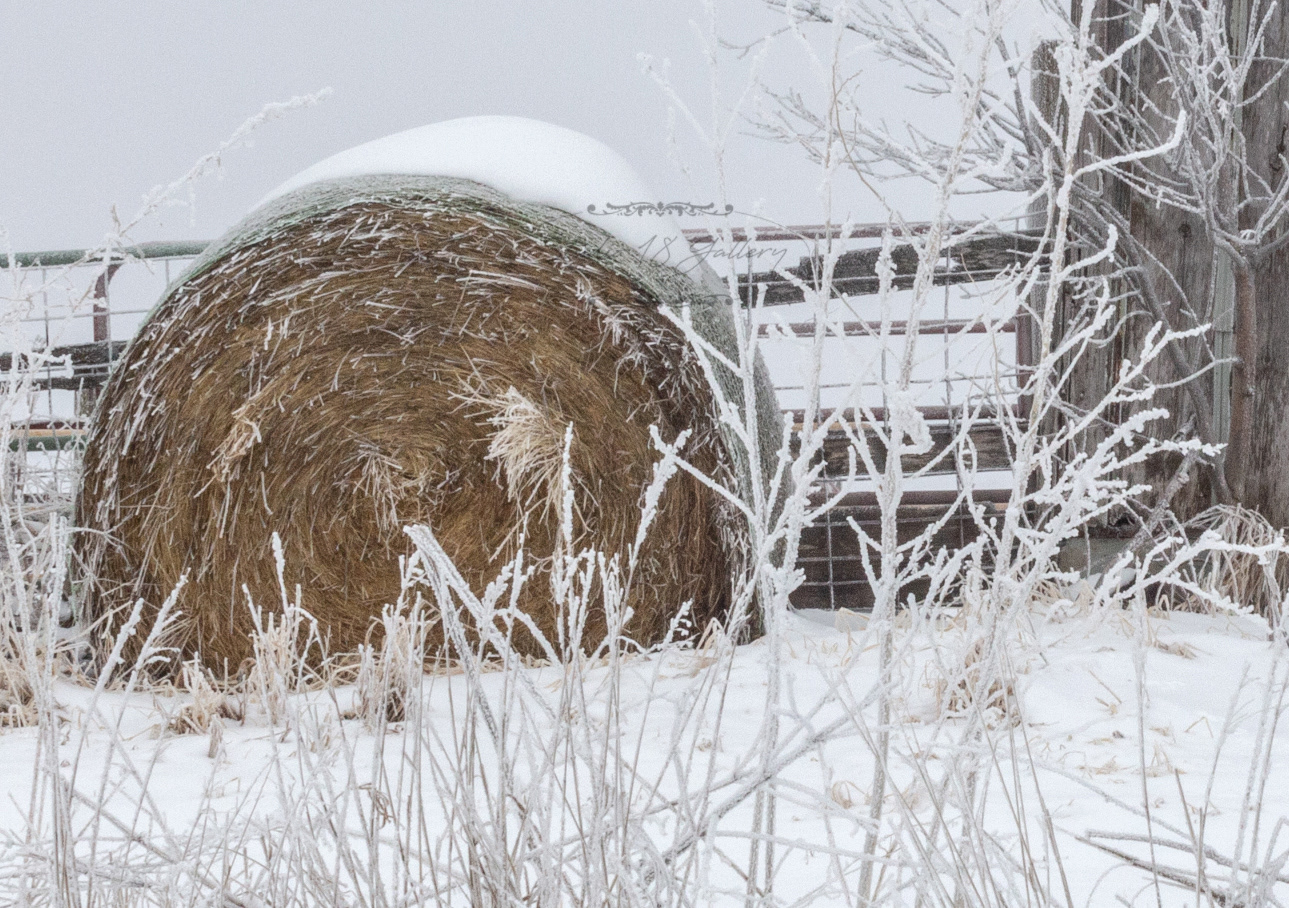 Snowy Rolled Hay Close up