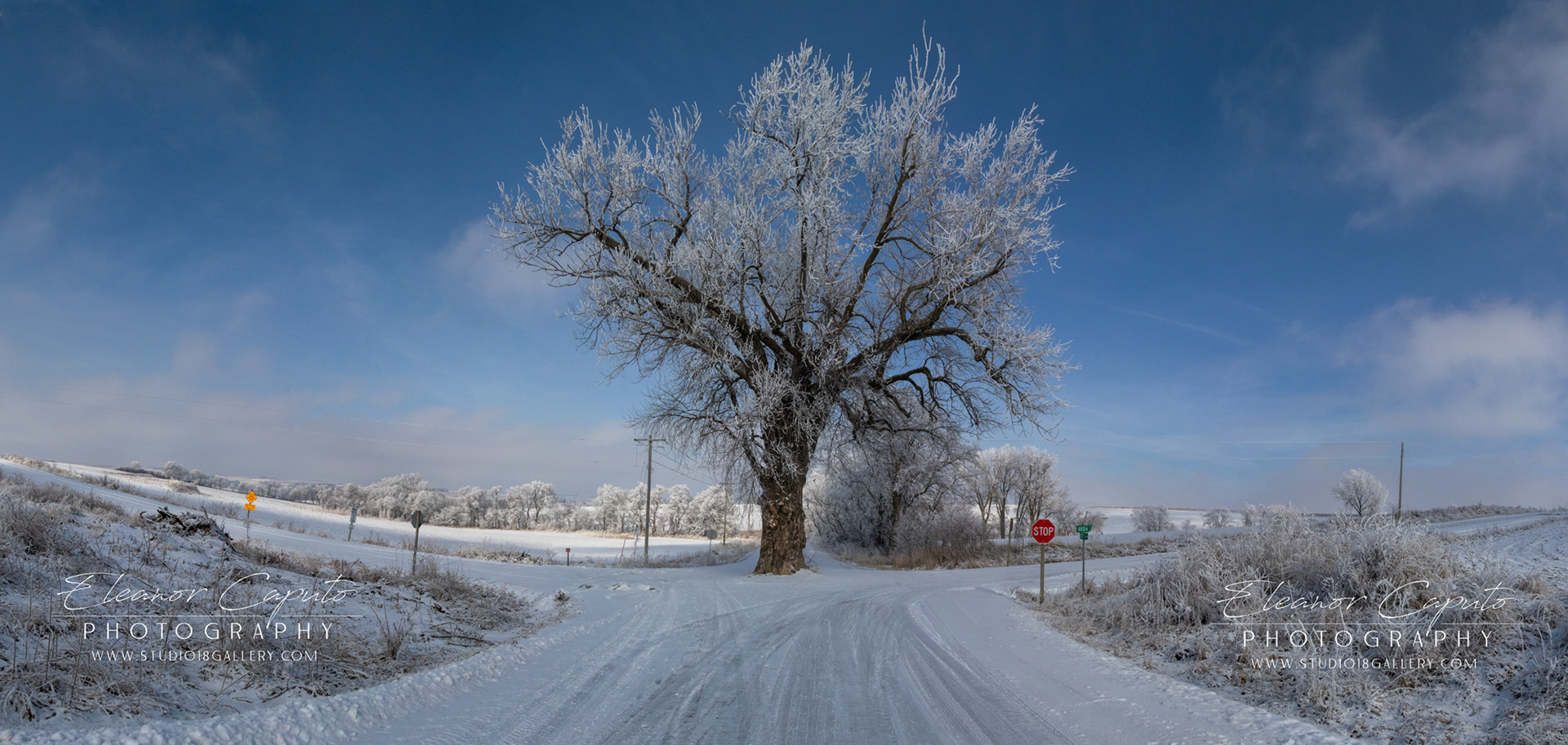 Tree In th Middle of the Road - Brayton Iowa #101