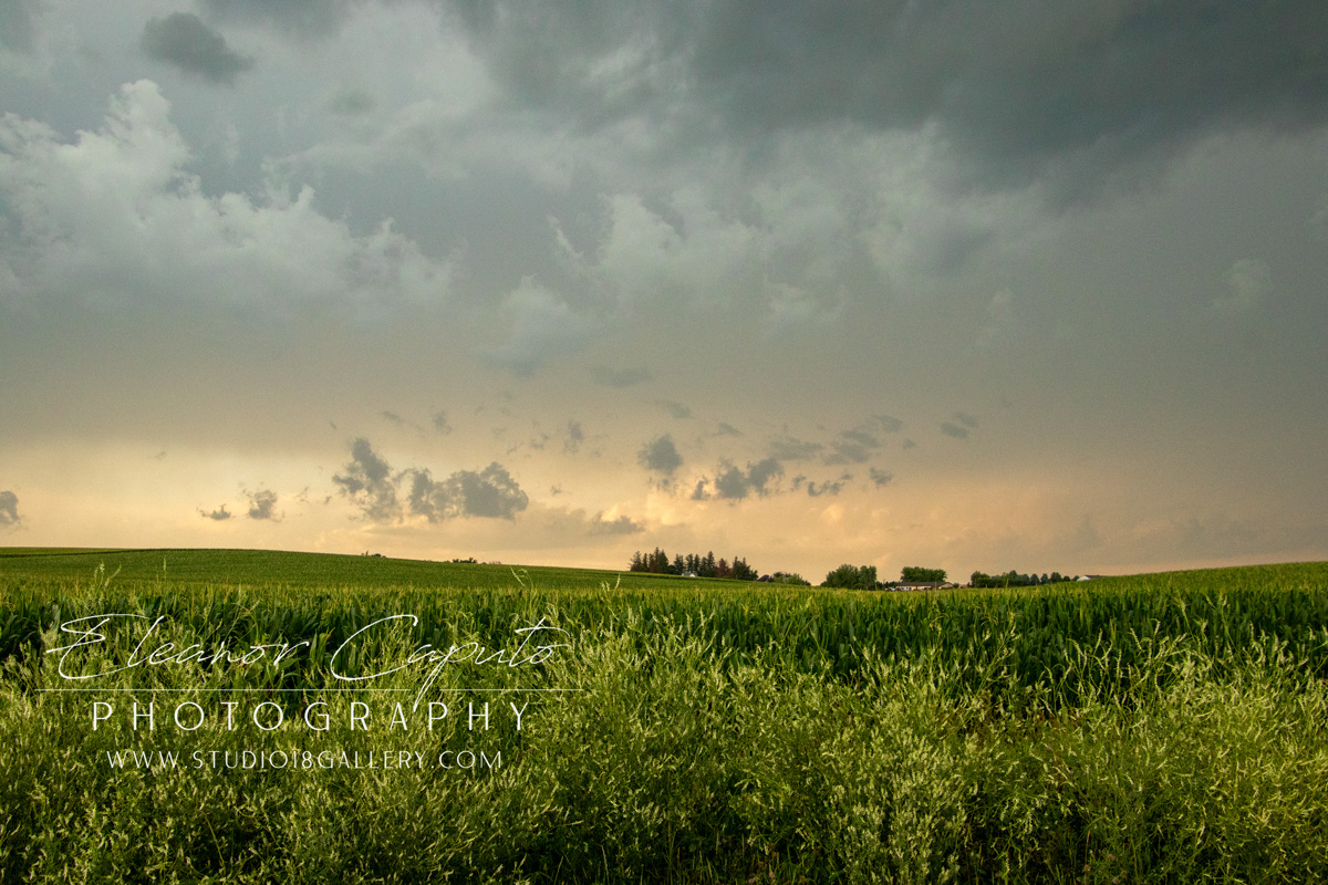 Beaman summer rain 5800