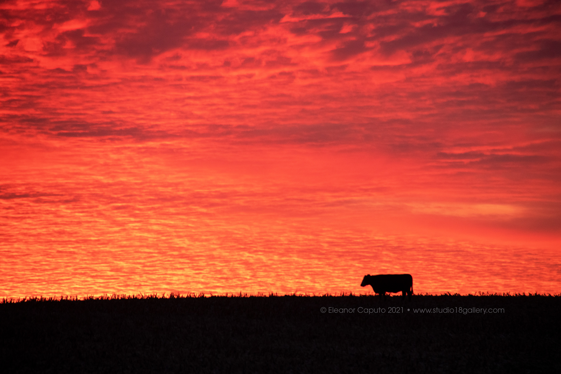 cow silhouette red sky 3716