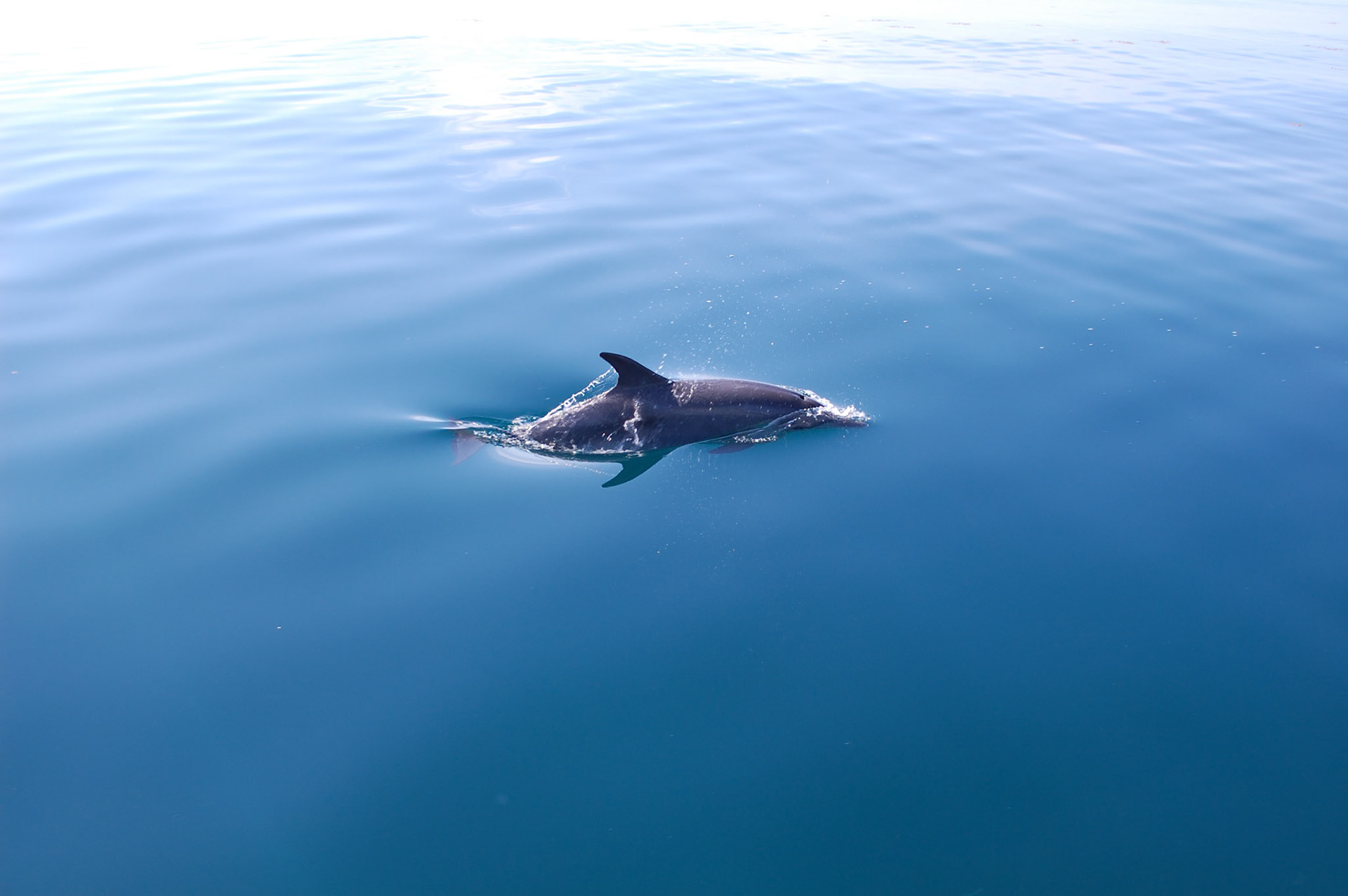 About 40 miles out from Mobile Bay, Alabama.