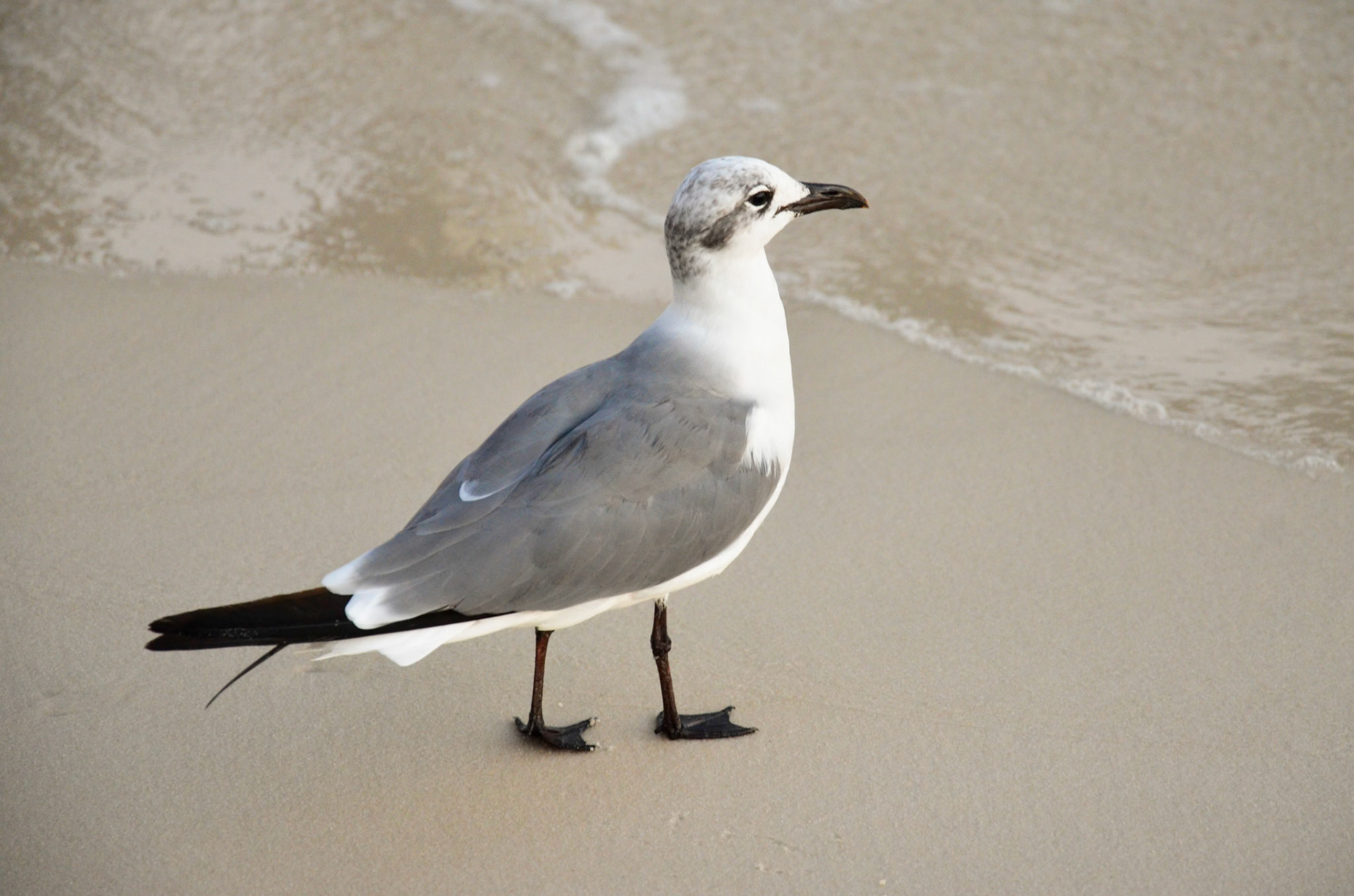 Shorebird at the waterline.