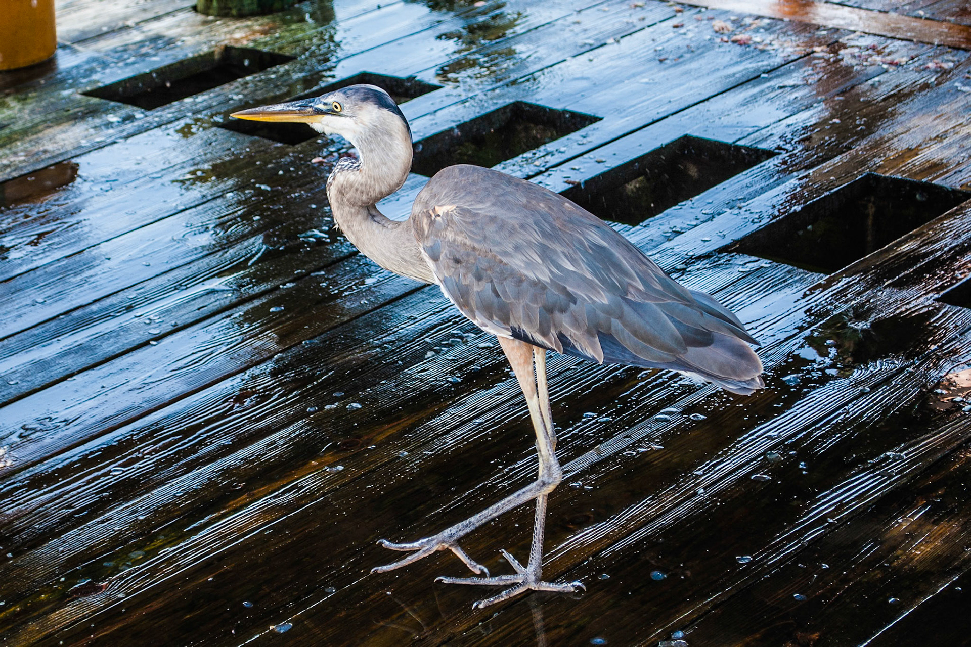 Heron hanging by fish cleaning station at Sportsman Marina dock.  It's red snapper season.