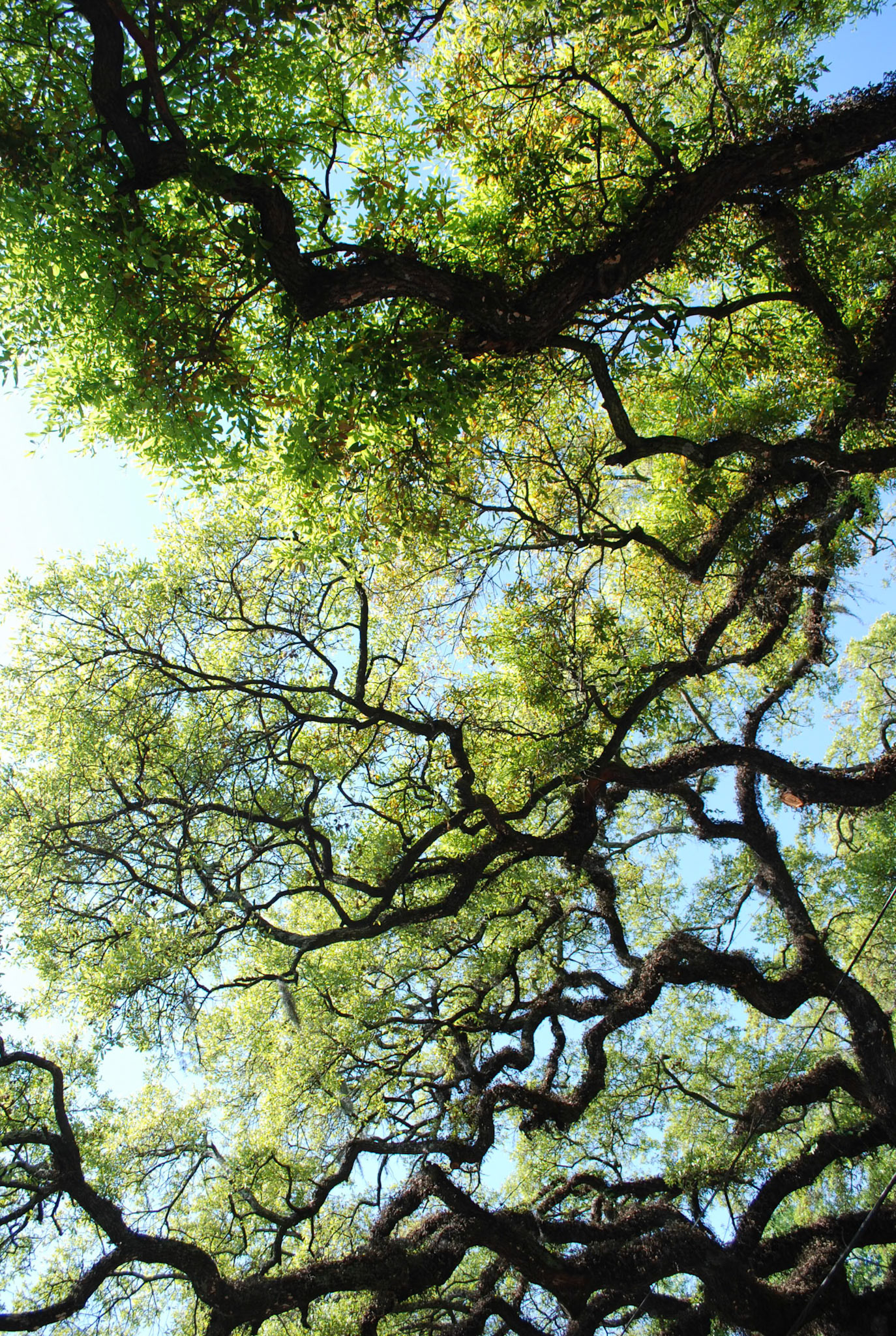 Live Oak shot hanging out of the car window somewhere in Mobile, Alabama. It was in one of the those older neighborhoods with azaleas and antebellum homes.