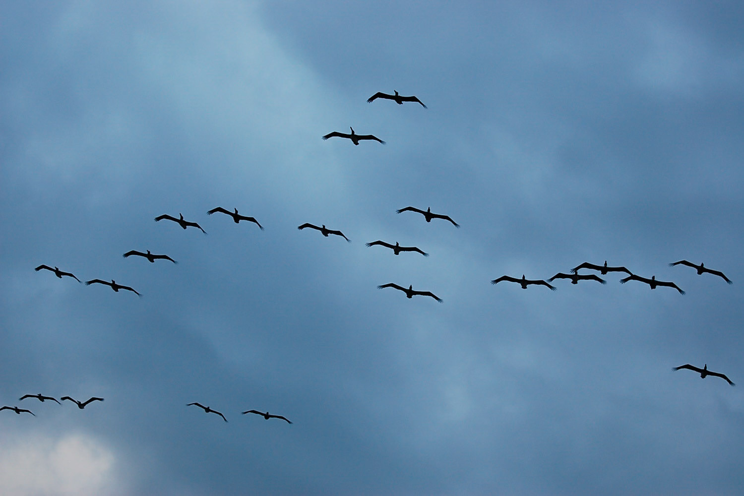 Flock of pelicans. Brown Pelican - Pelecanus occidentalis.
