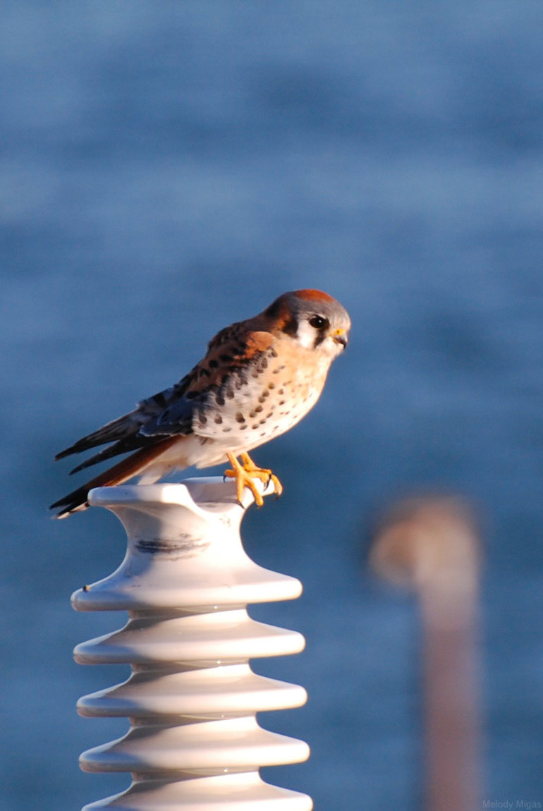 Shocking ~ Rule of Thirds theme for Project 52 2012