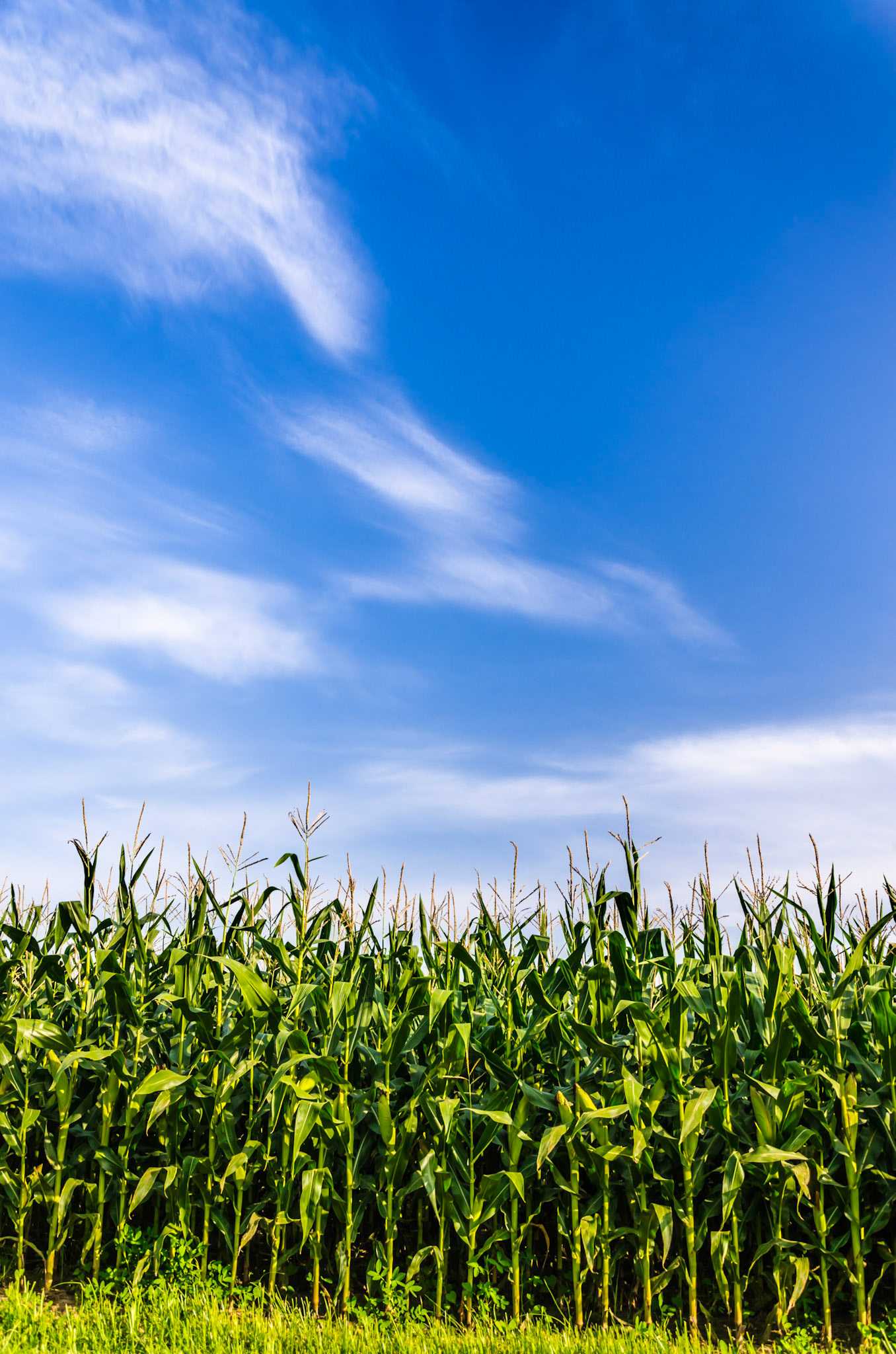 Listen, Can you Hear it