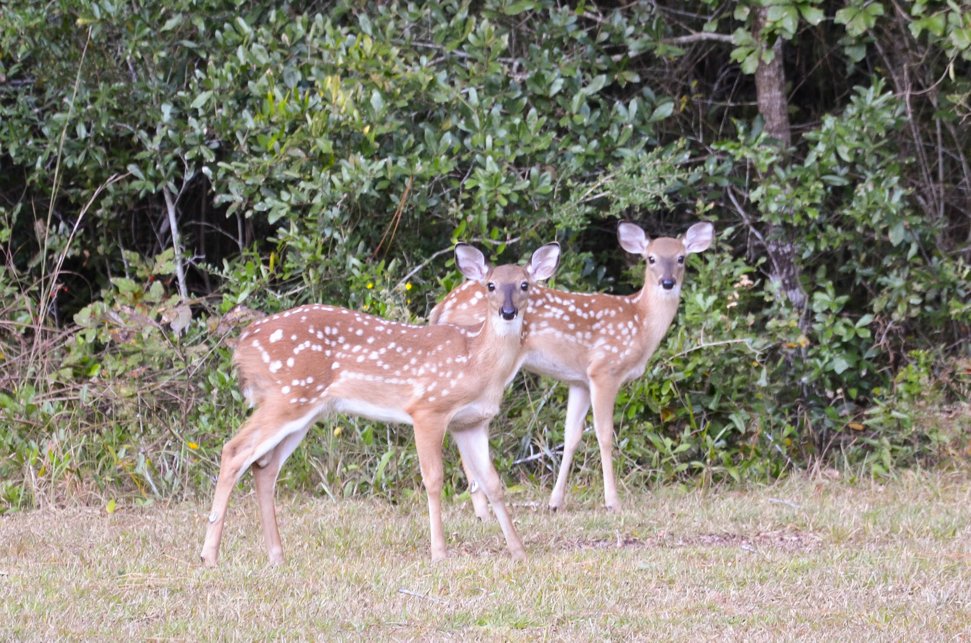 Twin fawns.