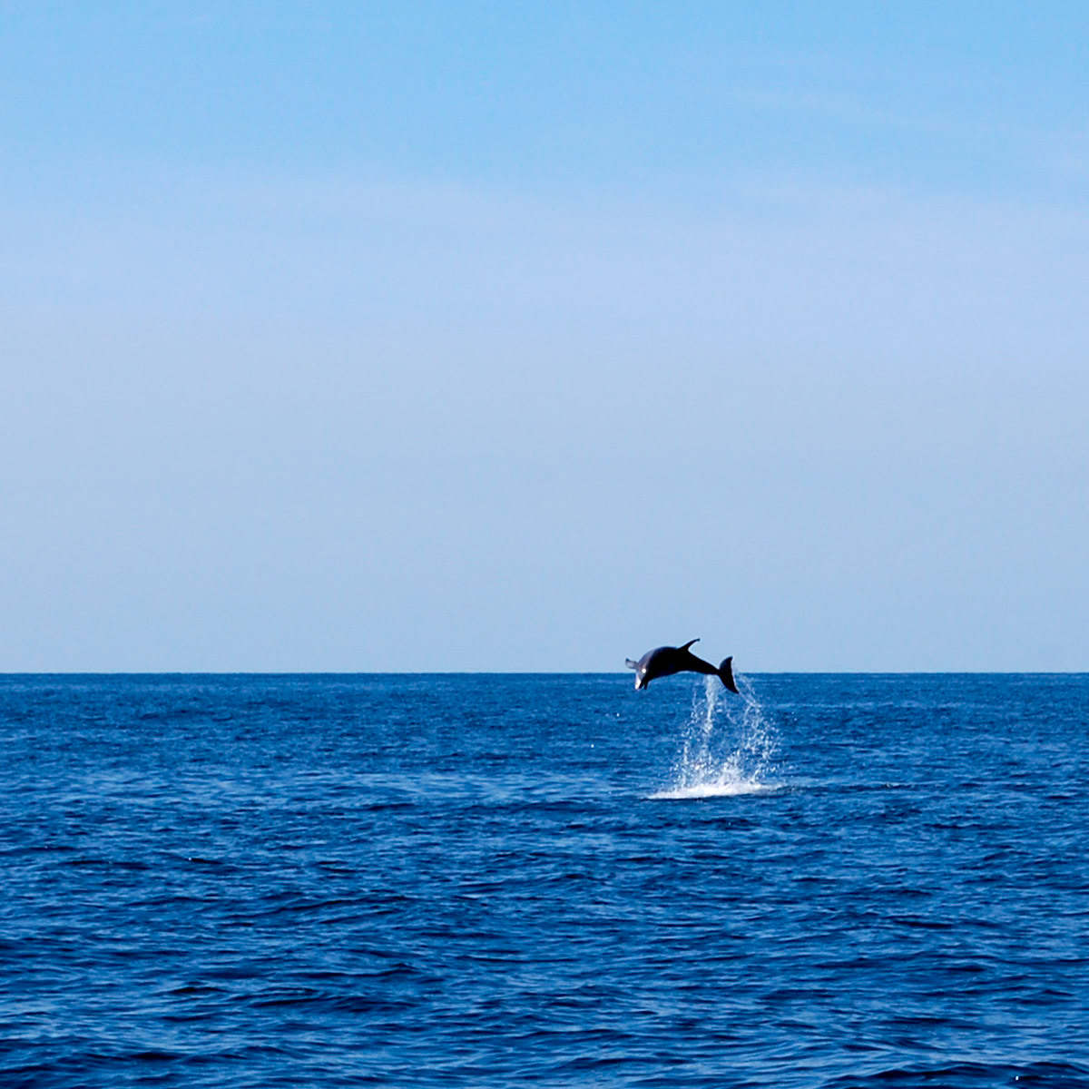 Clear day with dolphin jumping out of the pretty blue water.