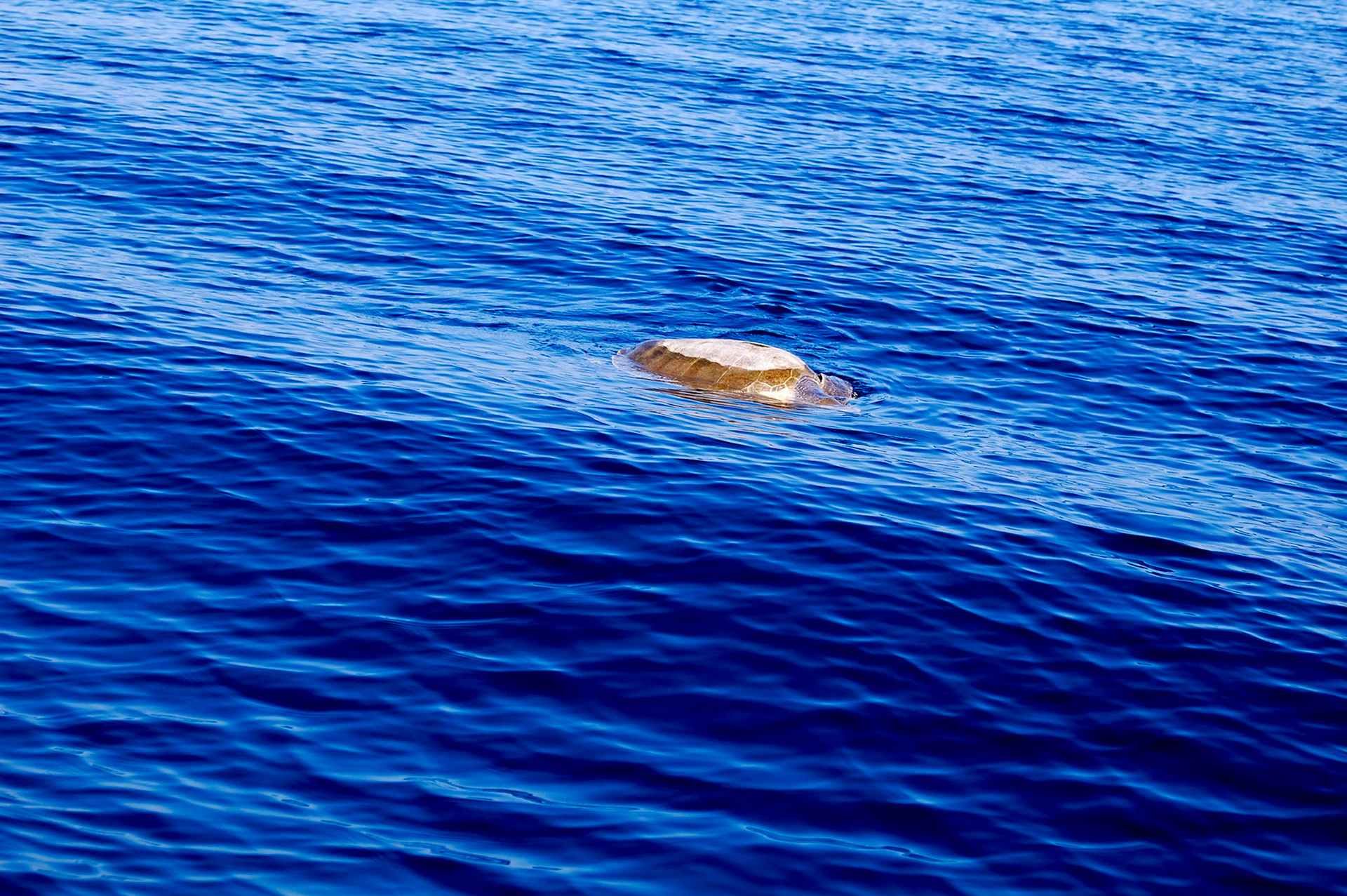 Sea turtle in the gulf.