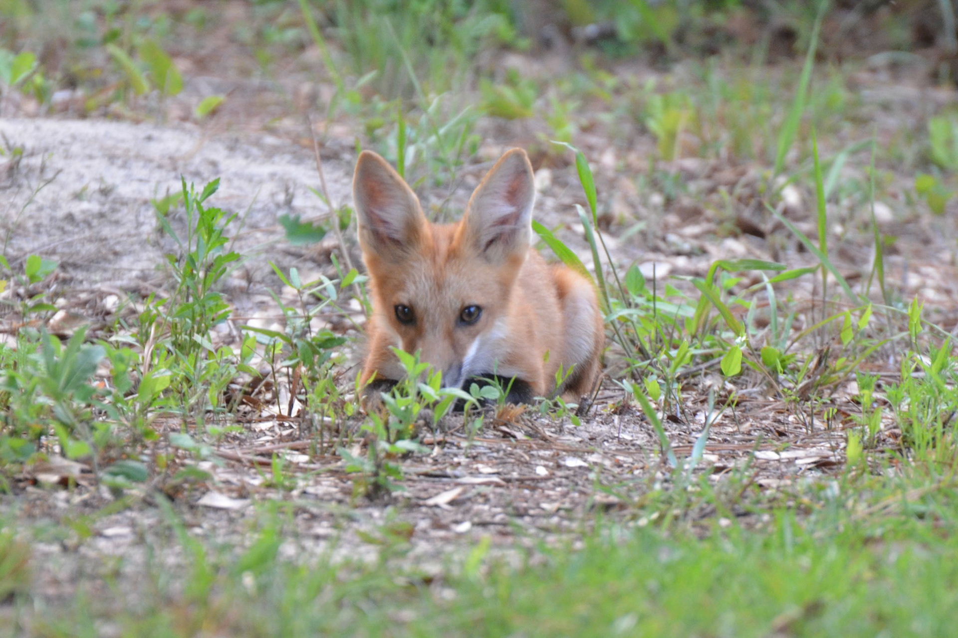 Baby fox waiting to see if I toss out any scraps.